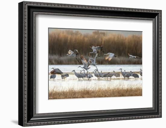 Sandhill Cranes Flying, Bosque Del Apache National Wildlife Refuge, New Mexico-Maresa Pryor-Framed Photographic Print