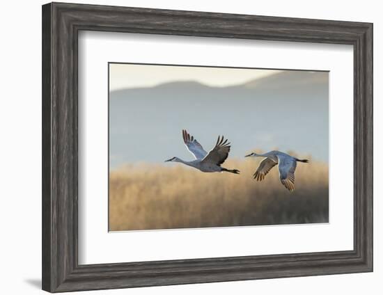 Sandhill Cranes Flying, Bosque Del Apache National Wildlife Refuge, New Mexico-Maresa Pryor-Framed Photographic Print