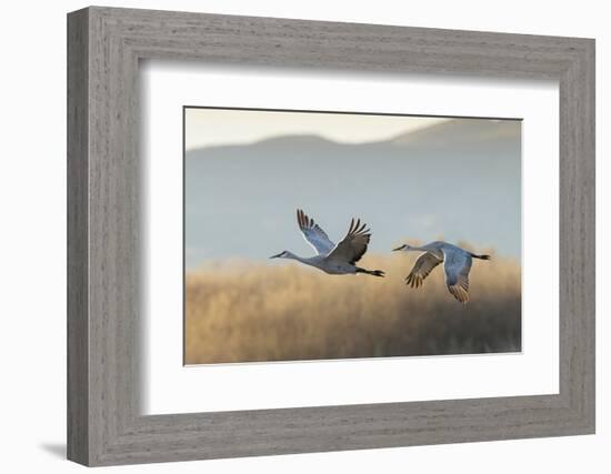 Sandhill Cranes Flying, Bosque Del Apache National Wildlife Refuge, New Mexico-Maresa Pryor-Framed Photographic Print