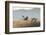 Sandhill Cranes Flying, Bosque Del Apache National Wildlife Refuge, New Mexico-Maresa Pryor-Framed Photographic Print