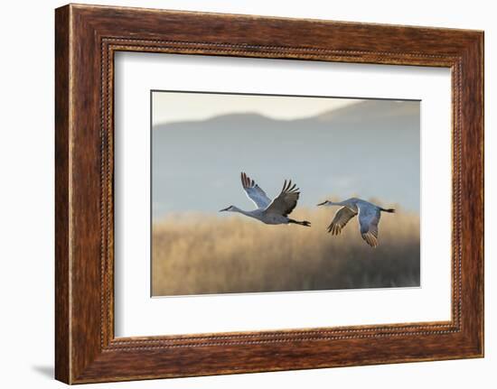 Sandhill Cranes Flying, Bosque Del Apache National Wildlife Refuge, New Mexico-Maresa Pryor-Framed Photographic Print