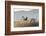 Sandhill Cranes Flying, Bosque Del Apache National Wildlife Refuge, New Mexico-Maresa Pryor-Framed Photographic Print