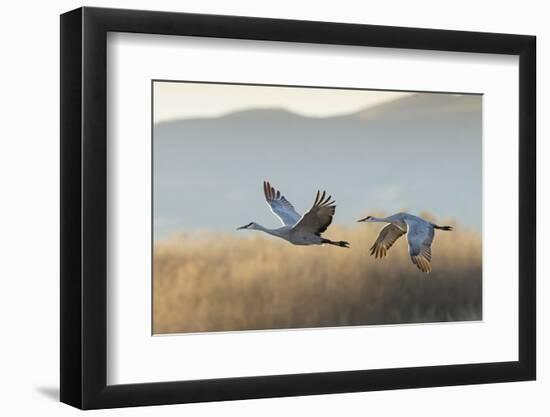 Sandhill Cranes Flying, Bosque Del Apache National Wildlife Refuge, New Mexico-Maresa Pryor-Framed Photographic Print