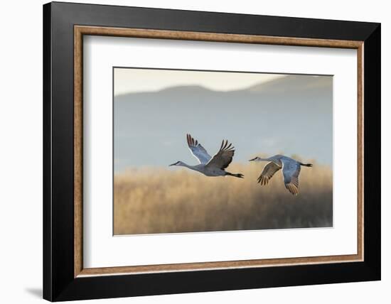 Sandhill Cranes Flying, Bosque Del Apache National Wildlife Refuge, New Mexico-Maresa Pryor-Framed Photographic Print