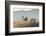 Sandhill Cranes Flying, Bosque Del Apache National Wildlife Refuge, New Mexico-Maresa Pryor-Framed Photographic Print