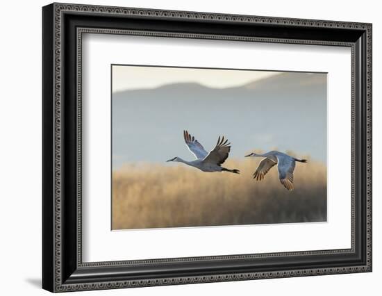 Sandhill Cranes Flying, Bosque Del Apache National Wildlife Refuge, New Mexico-Maresa Pryor-Framed Photographic Print