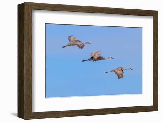 Sandhill cranes flying. Bosque del Apache National Wildlife Refuge, New Mexico-Adam Jones-Framed Photographic Print