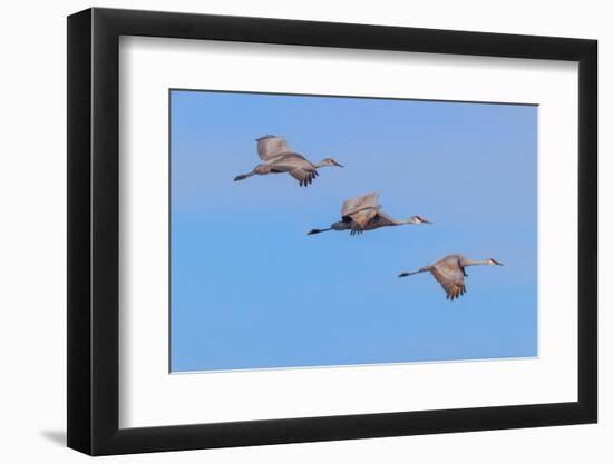 Sandhill cranes flying. Bosque del Apache National Wildlife Refuge, New Mexico-Adam Jones-Framed Photographic Print