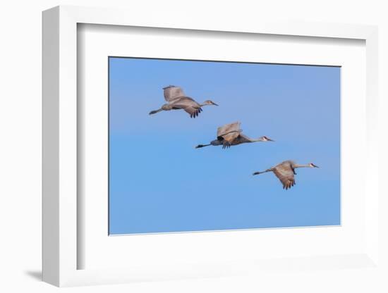 Sandhill cranes flying. Bosque del Apache National Wildlife Refuge, New Mexico-Adam Jones-Framed Photographic Print