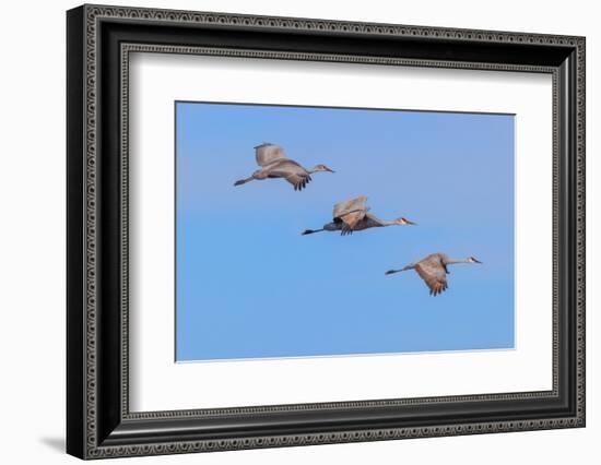 Sandhill cranes flying. Bosque del Apache National Wildlife Refuge, New Mexico-Adam Jones-Framed Photographic Print