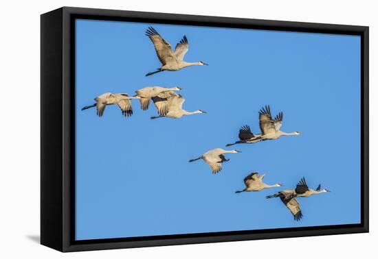 Sandhill Cranes flying in formation near Bosque de Apache National Wildlife Refuge-Howie Garber-Framed Premier Image Canvas