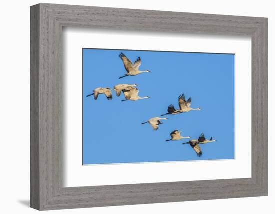 Sandhill Cranes flying in formation near Bosque de Apache National Wildlife Refuge-Howie Garber-Framed Photographic Print