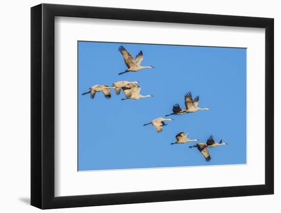 Sandhill Cranes flying in formation near Bosque de Apache National Wildlife Refuge-Howie Garber-Framed Photographic Print