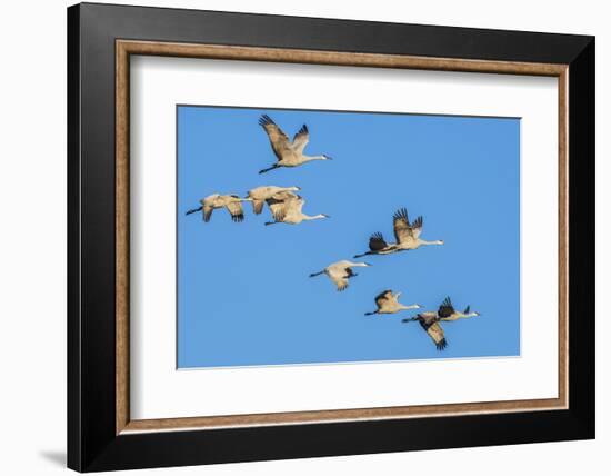 Sandhill Cranes flying in formation near Bosque de Apache National Wildlife Refuge-Howie Garber-Framed Photographic Print