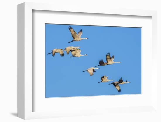 Sandhill Cranes flying in formation near Bosque de Apache National Wildlife Refuge-Howie Garber-Framed Photographic Print