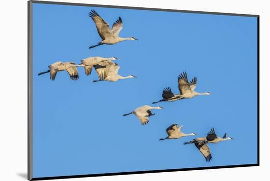 Sandhill Cranes flying in formation near Bosque de Apache National Wildlife Refuge-Howie Garber-Mounted Photographic Print
