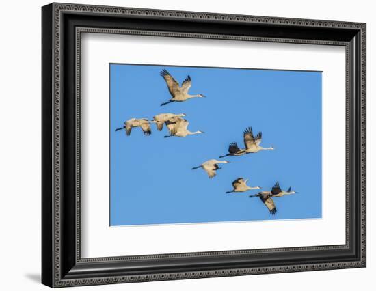 Sandhill Cranes flying in formation near Bosque de Apache National Wildlife Refuge-Howie Garber-Framed Photographic Print