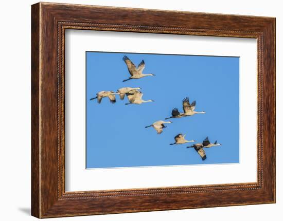 Sandhill Cranes Flying in Formation Near Bosque de Apache NWR-Howie Garber-Framed Photographic Print