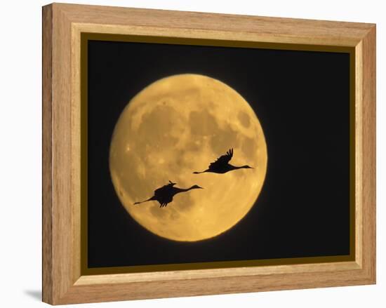 Sandhill Cranes Flying in Front of Full Moon, Bosque Del Apache National Wildlife Reserve-Ellen Anon-Framed Premier Image Canvas