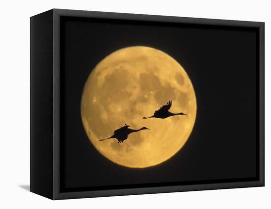 Sandhill Cranes Flying in Front of Full Moon, Bosque Del Apache National Wildlife Reserve-Ellen Anon-Framed Premier Image Canvas