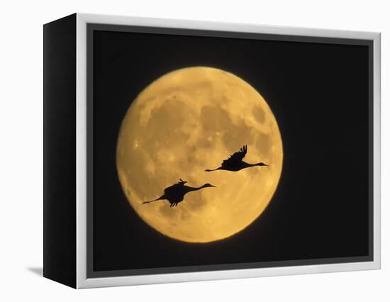 Sandhill Cranes Flying in Front of Full Moon, Bosque Del Apache National Wildlife Reserve-Ellen Anon-Framed Premier Image Canvas