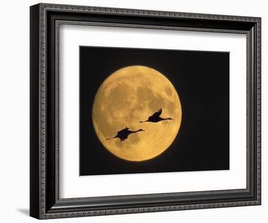 Sandhill Cranes Flying in Front of Full Moon, Bosque Del Apache National Wildlife Reserve-Ellen Anon-Framed Photographic Print