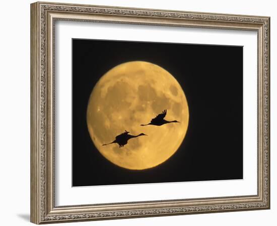 Sandhill Cranes Flying in Front of Full Moon, Bosque Del Apache National Wildlife Reserve-Ellen Anon-Framed Photographic Print