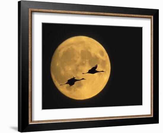 Sandhill Cranes Flying in Front of Full Moon, Bosque Del Apache National Wildlife Reserve-Ellen Anon-Framed Photographic Print