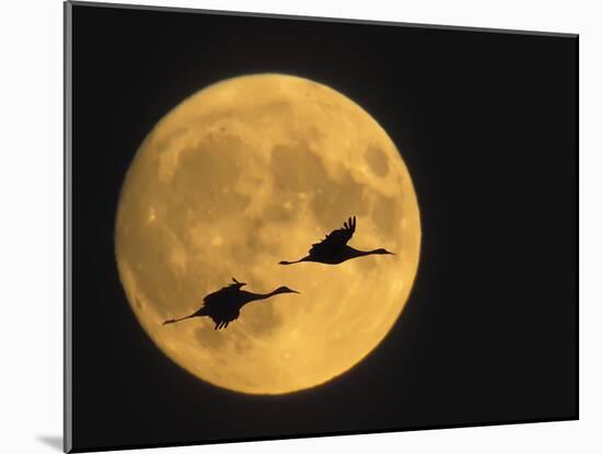 Sandhill Cranes Flying in Front of Full Moon, Bosque Del Apache National Wildlife Reserve-Ellen Anon-Mounted Photographic Print