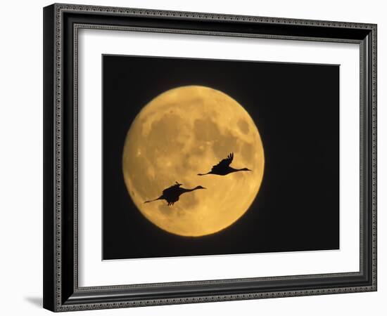 Sandhill Cranes Flying in Front of Full Moon, Bosque Del Apache National Wildlife Reserve-Ellen Anon-Framed Photographic Print