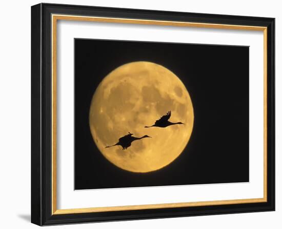 Sandhill Cranes Flying in Front of Full Moon, Bosque Del Apache National Wildlife Reserve-Ellen Anon-Framed Photographic Print