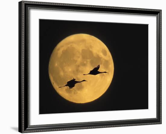 Sandhill Cranes Flying in Front of Full Moon, Bosque Del Apache National Wildlife Reserve-Ellen Anon-Framed Photographic Print