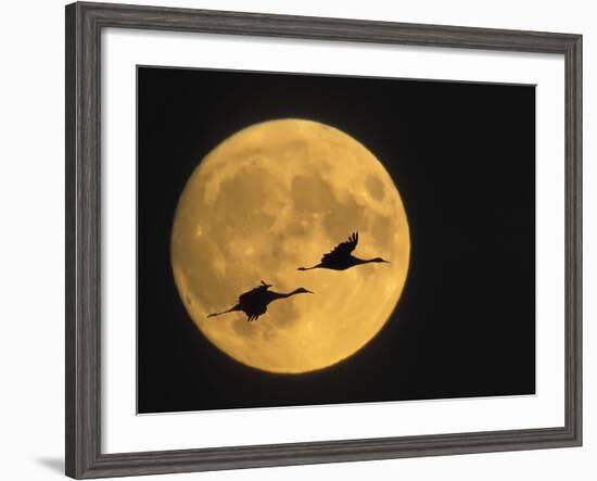 Sandhill Cranes Flying in Front of Full Moon, Bosque Del Apache National Wildlife Reserve-Ellen Anon-Framed Photographic Print
