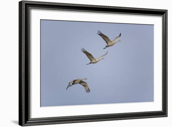 Sandhill Cranes Flying-DLILLC-Framed Photographic Print