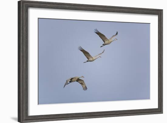 Sandhill Cranes Flying-DLILLC-Framed Photographic Print