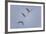 Sandhill Cranes Flying-DLILLC-Framed Photographic Print