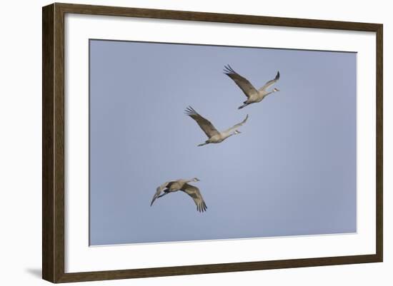 Sandhill Cranes Flying-DLILLC-Framed Photographic Print