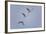 Sandhill Cranes Flying-DLILLC-Framed Photographic Print