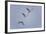 Sandhill Cranes Flying-DLILLC-Framed Photographic Print