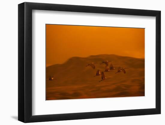 Sandhill Cranes Flying-DLILLC-Framed Photographic Print