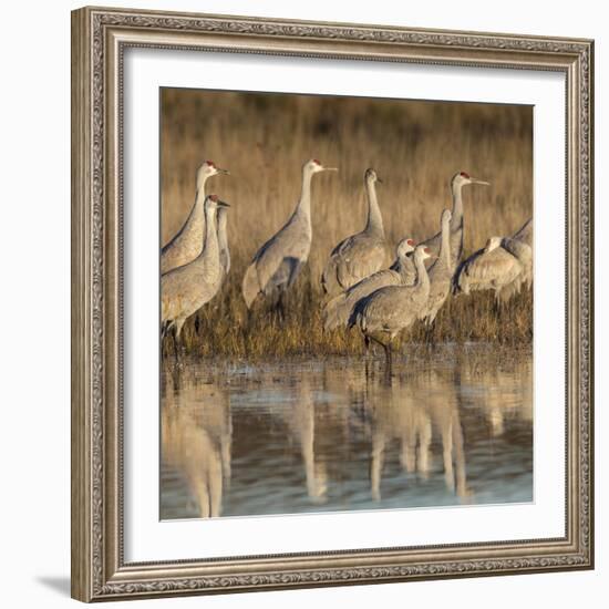 Sandhill cranes gathering before morning liftoff to feed Bosque del Apache National Wildlife Refuge-Maresa Pryor-Framed Photographic Print