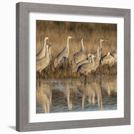 Sandhill cranes gathering before morning liftoff to feed Bosque del Apache National Wildlife Refuge-Maresa Pryor-Framed Photographic Print