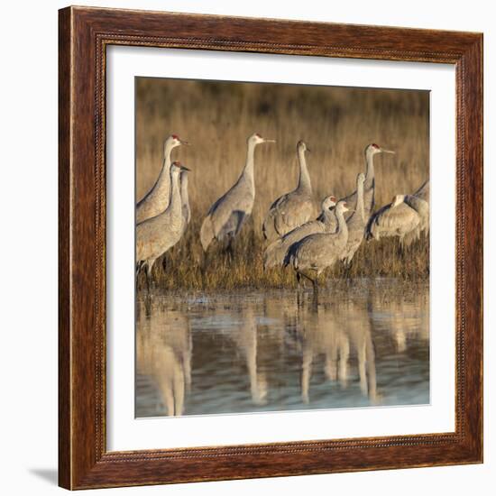 Sandhill cranes gathering before morning liftoff to feed Bosque del Apache National Wildlife Refuge-Maresa Pryor-Framed Photographic Print