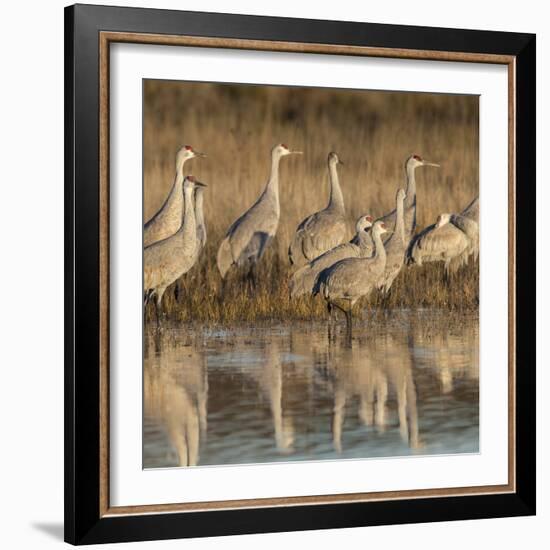 Sandhill cranes gathering before morning liftoff to feed Bosque del Apache National Wildlife Refuge-Maresa Pryor-Framed Photographic Print