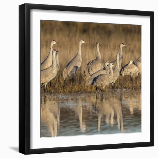 Sandhill cranes gathering before morning liftoff to feed Bosque del Apache National Wildlife Refuge-Maresa Pryor-Framed Photographic Print