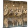 Sandhill cranes gathering before morning liftoff to feed Bosque del Apache National Wildlife Refuge-Maresa Pryor-Mounted Photographic Print