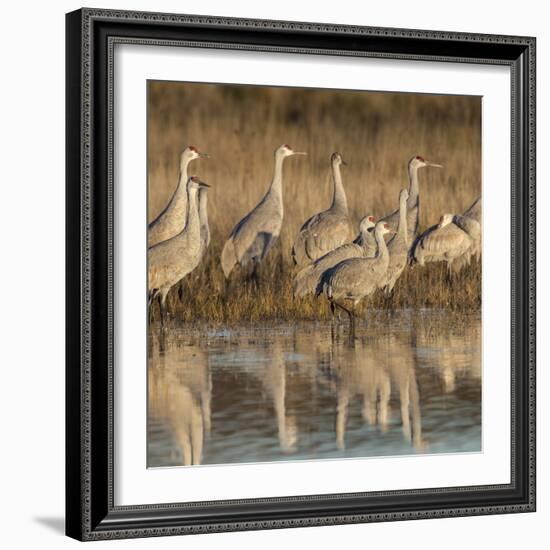 Sandhill cranes gathering before morning liftoff to feed Bosque del Apache National Wildlife Refuge-Maresa Pryor-Framed Photographic Print