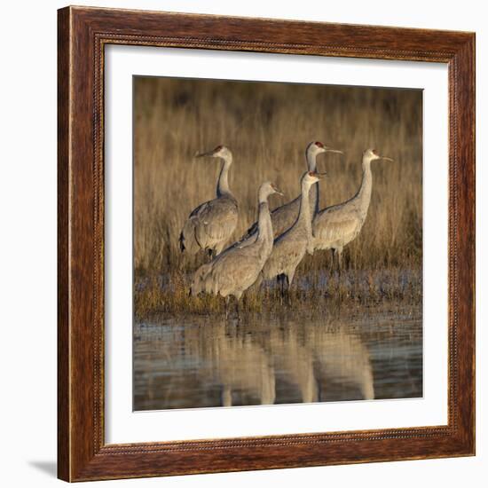 Sandhill cranes gathering before morning liftoff to feed Bosque del Apache National Wildlife Refuge-Maresa Pryor-Framed Photographic Print