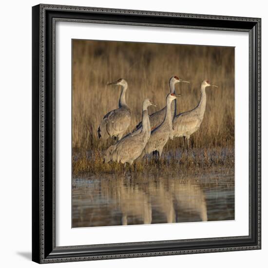 Sandhill cranes gathering before morning liftoff to feed Bosque del Apache National Wildlife Refuge-Maresa Pryor-Framed Photographic Print