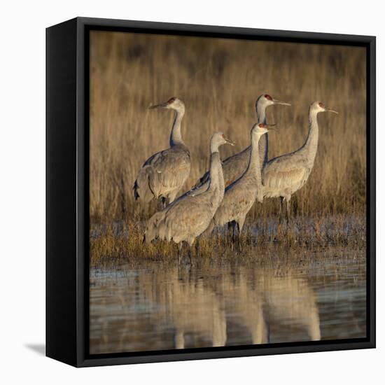 Sandhill cranes gathering before morning liftoff to feed Bosque del Apache National Wildlife Refuge-Maresa Pryor-Framed Premier Image Canvas